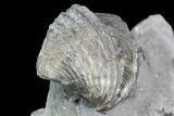 Brachiopod (Mucrospirifer) Fossil - Windom Shale, NY #95949-2